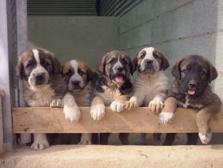 BELLA Y HERMANOS HIJOS DE APOLO Y TINA 2014