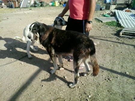 MASTINES EN EL MIRADOR ,GANADERIA BLAS